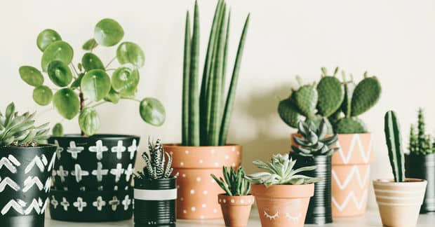 9 Beautiful Houseplants That Thrive With Minimal Care