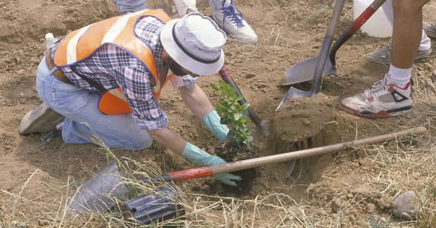 Los Angeles is Giving Out Free Trees for Yards and Neighborhoods