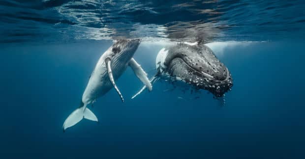 Humpback Whale Population Bounces Back