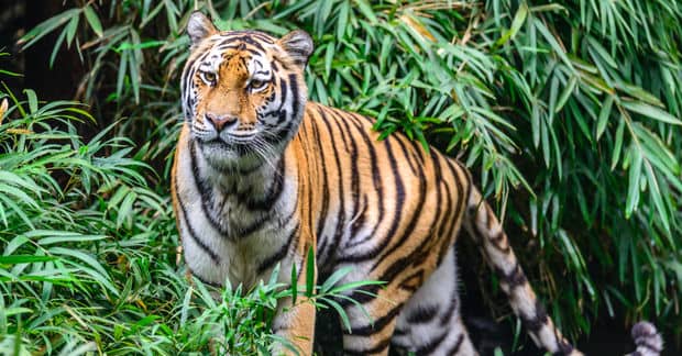 In a World’s First, Tiger is Receiving a Prosthetic Leg