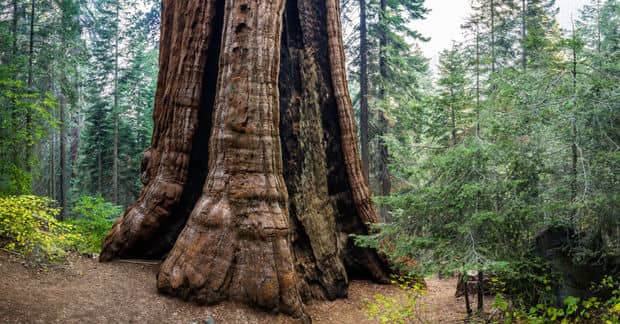 World’s largest Privately-Owned Giant Sequoia Forest Preserved
