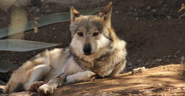 The Mexican Wolf is no Longer Extinct Thanks to a Former Hunter