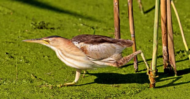 Britain’s Loudest Bird Returns from the Brink of Extinction