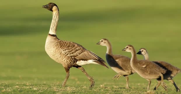 Hawaii’s State Bird’s Population Soars High