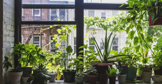How to Keep Houseplants Alive Without Really Trying