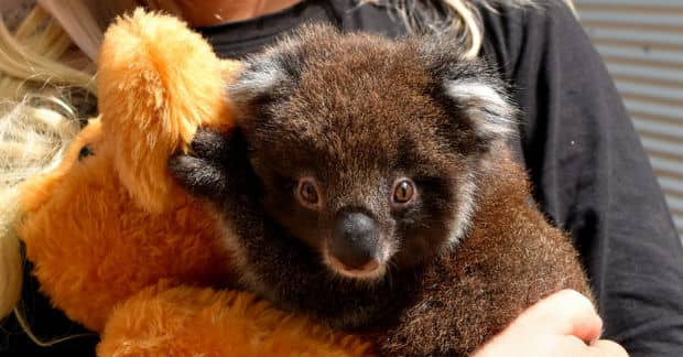 6-Year-Old Boy is Making Clay Koalas to Help Australian Animals