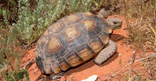 Tortoises Thrive on Nevada’s Desert Solar Farms