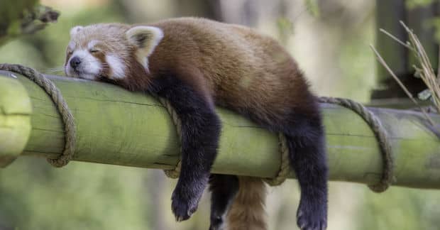 11 Fun Facts About Animals With The Most Unusual Sleeping Habits