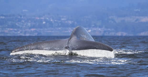 Blue Whale Sightings in Antarctica Are Something to Celebrate