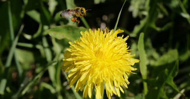 Dandelions Are Bees’ Best Friends