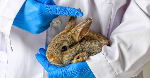 Now You Can Adopt Former FDA Lab Animals