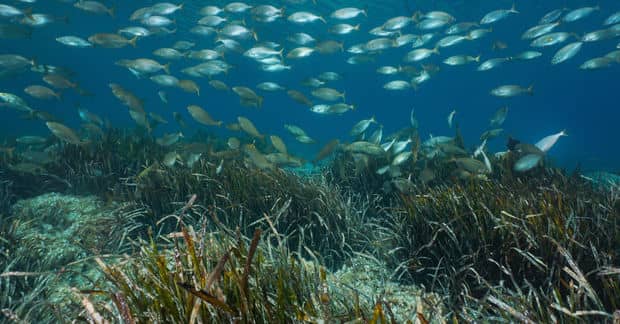 You Can Help Reforest the Oceans by Using This Search Engine