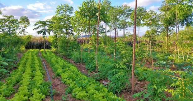 Forest Farming Provides Food and Saves Trees