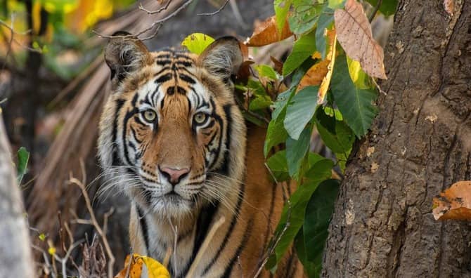 A Bengal tiger resting in the shade.