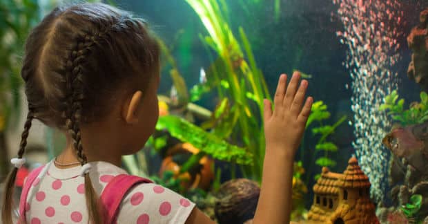 5 Awesome Benefits of Having an Aquarium