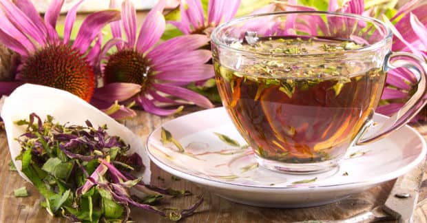 Explore these 5 Seasonal Benefits of Echinacea