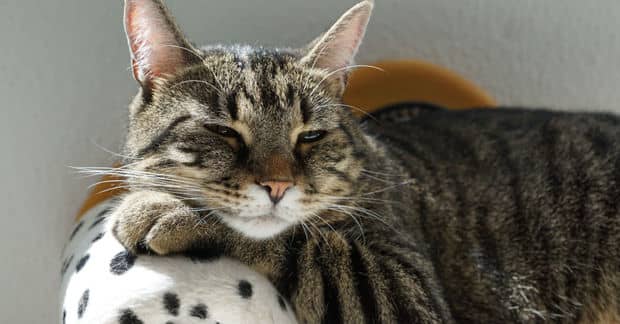 This Forlorn Cat Found his Forever Family Thanks to a Tweet