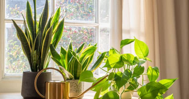 7 Houseplants That can Clean Indoor Air