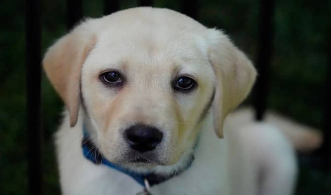Yellow lab puppy.