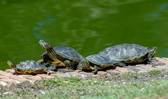 Several turtles bask near a body of water.