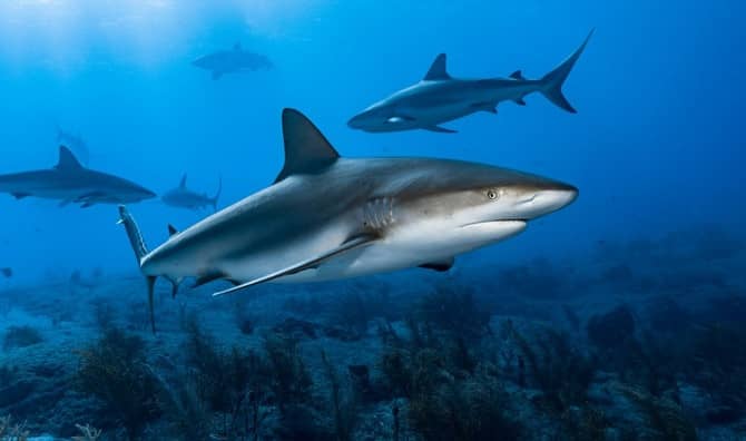 Caribbean reef sharks.