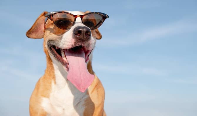 A dog wears sunglasses on a sunny day.
