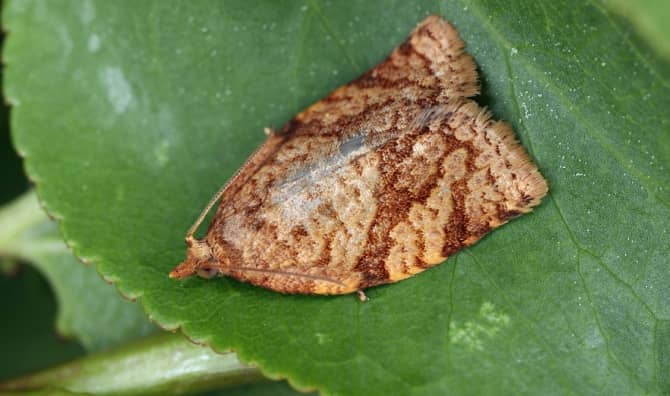 A moth lies on a leaf.