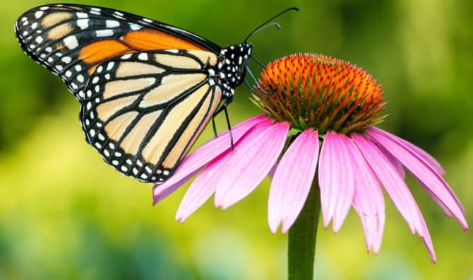 A monarch butterfly.