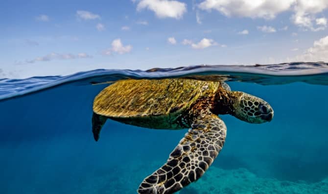 A sea turtle swims in the water.