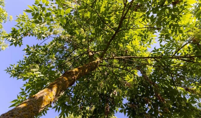 Beautiful foliage of an ash tree.