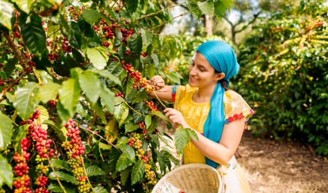 Woman cutting coffee beans from a tree.