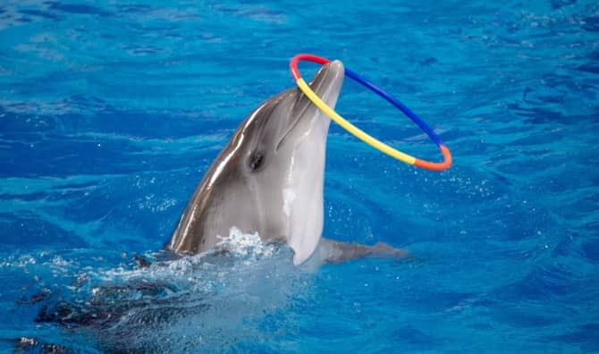 A dolphin performing with a hoop in a pool.