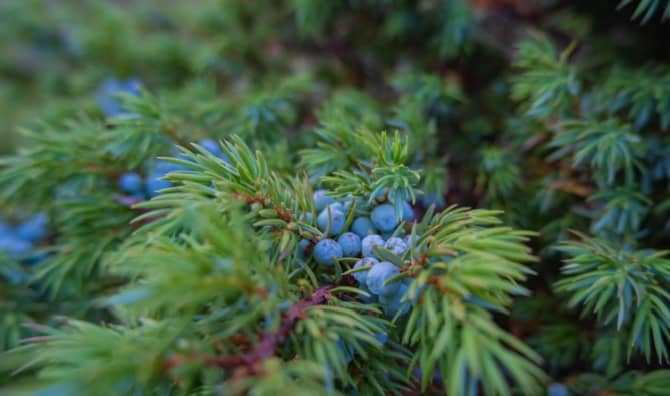 A healing juniper plant.