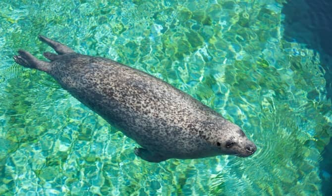 Diving Mediterranean monk seal.