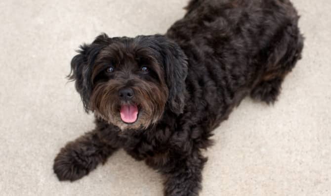 A dog sits on the floor.