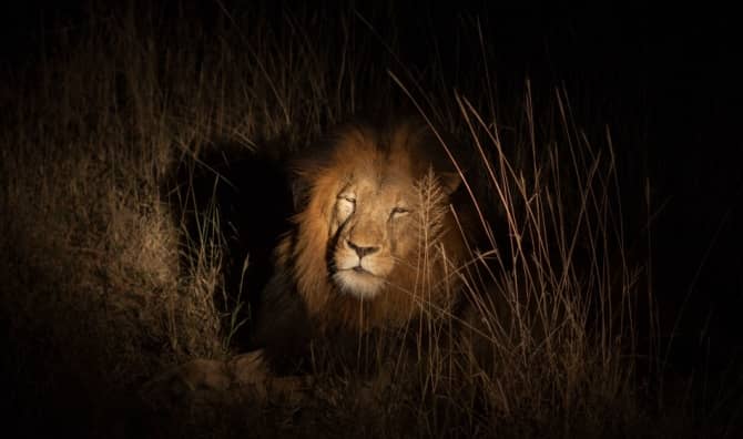 A lion in a bush at night.