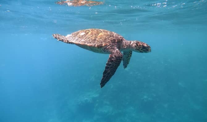 A turtle swimming under the ocean surface.