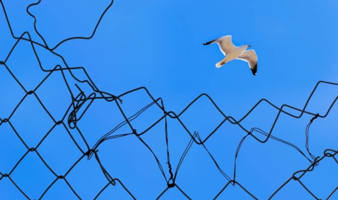 A seagull soars above a torn metal fence to freedom against a vivid blue sky.