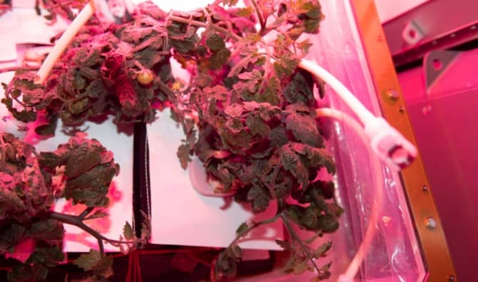 Plants growing on the International Space Station