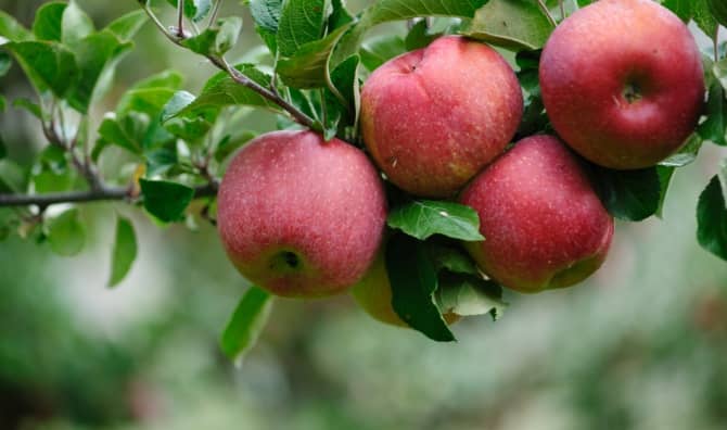 Apples that are ready to be picked.