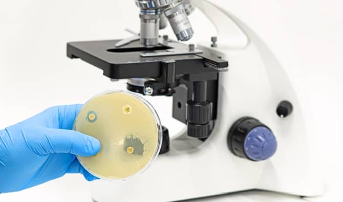 Researching antibiotic resistant superbugs.