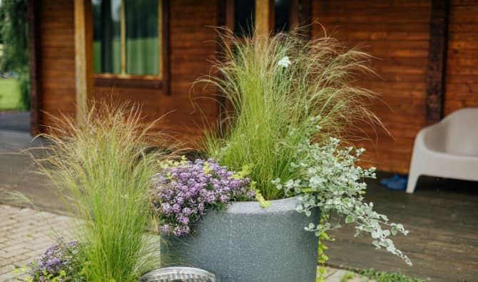 A patio planter filled with ornamental plants.