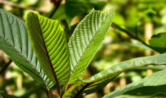 Kratom leaves contain powerful plant compounds.