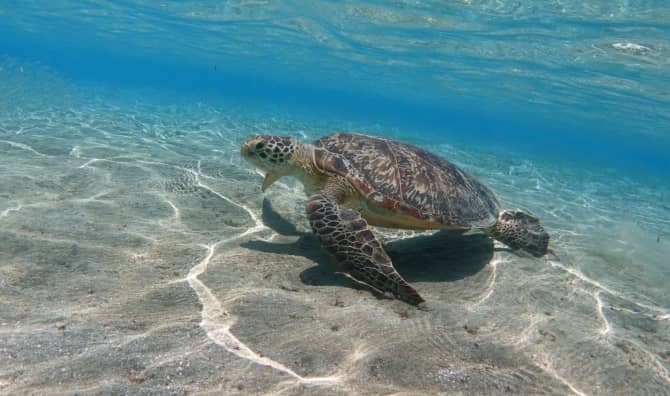 Giant sea turtle in shallow water.