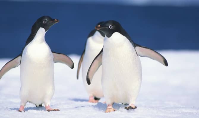 Three penguins walking together on the snow.