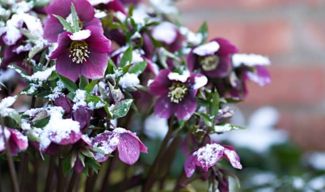 Purple Christmas rose blossoms.