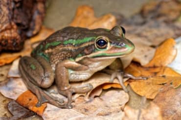 Rare Australian Frogs are Making a Comeback Due to Saunas and Spas