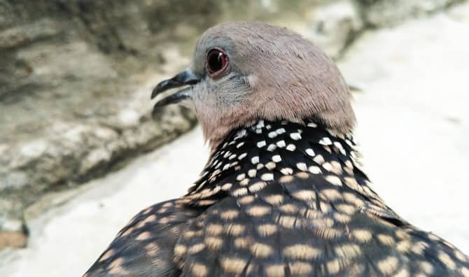 Brown pigeon close-up.
