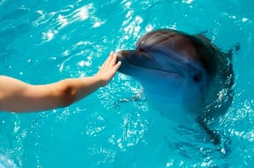 Dolphin Therapy: Exploring Aquatic Animal-Assisted Healing