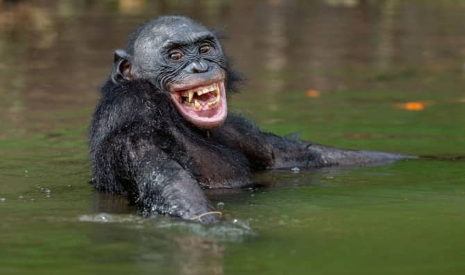 A bonobo smiles in the water.